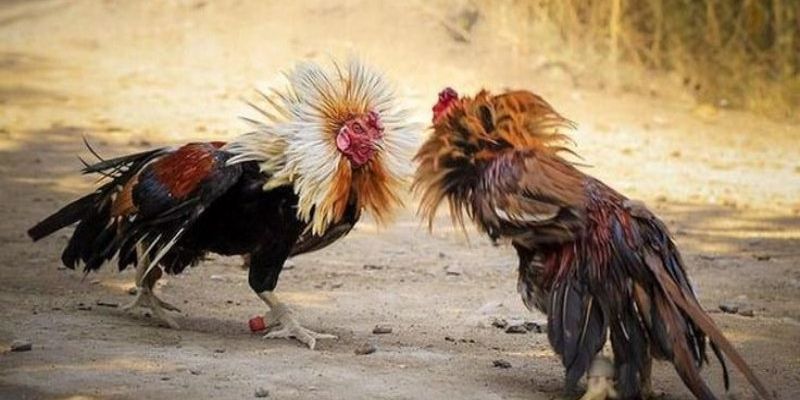 Các loại hình thi đấu tiêu điểm tại sảnh đá gà WS168